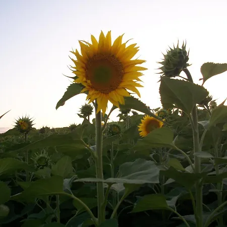 Le Pré Joli Pensión