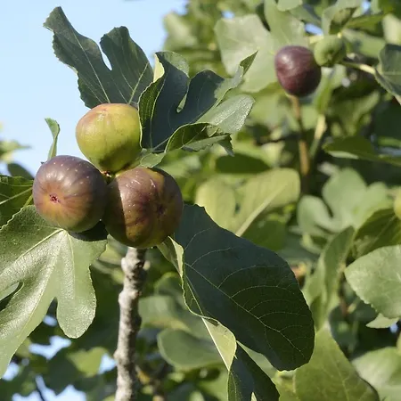 Le Pré Joli